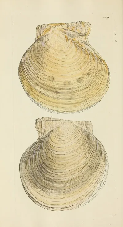 The Mineral Conchology Of Great Britain Pl 430
