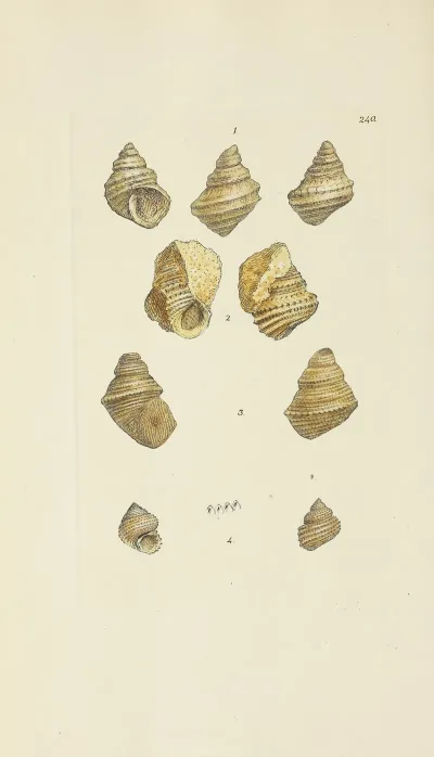 The Mineral Conchology Of Great Britain Pl 431