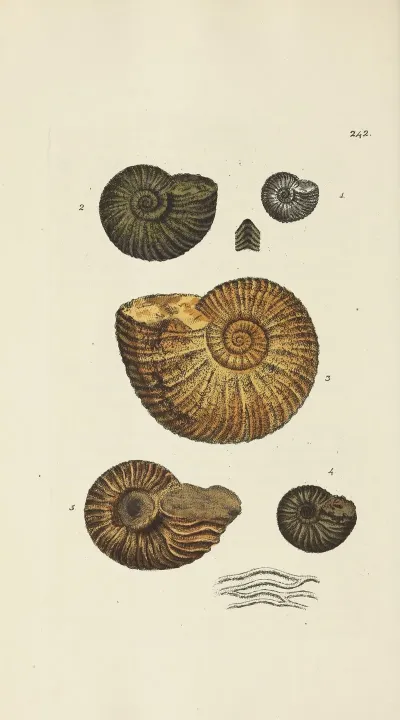 The Mineral Conchology Of Great Britain Pl 432
