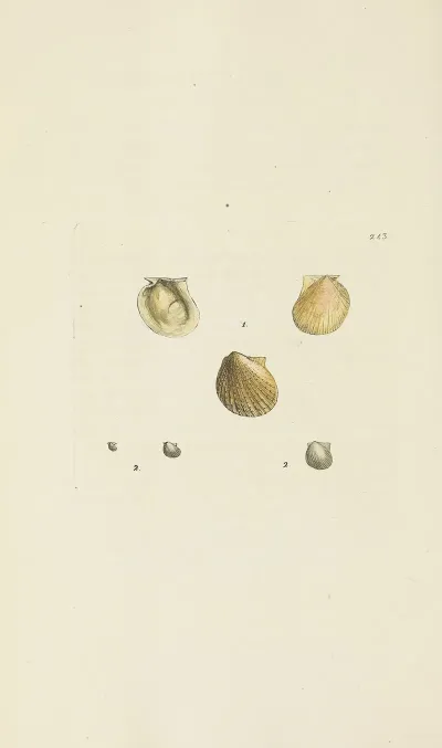 The Mineral Conchology Of Great Britain Pl 433