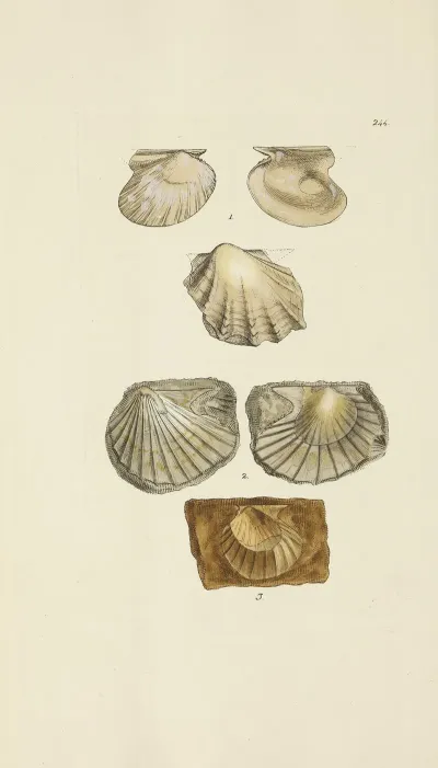 The Mineral Conchology Of Great Britain Pl 434