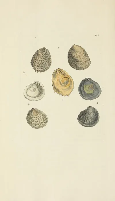 The Mineral Conchology Of Great Britain Pl 435