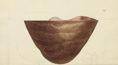 The Mineral Conchology Of Great Britain Pl 436