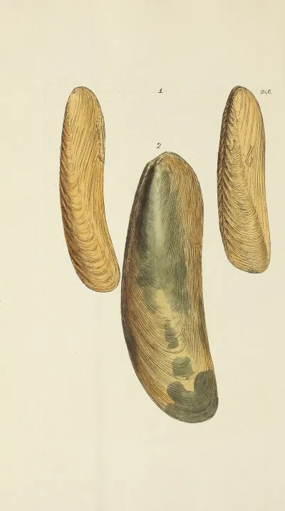 The Mineral Conchology Of Great Britain Pl 437