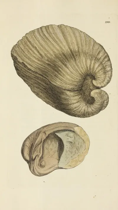 The Mineral Conchology Of Great Britain Pl 438