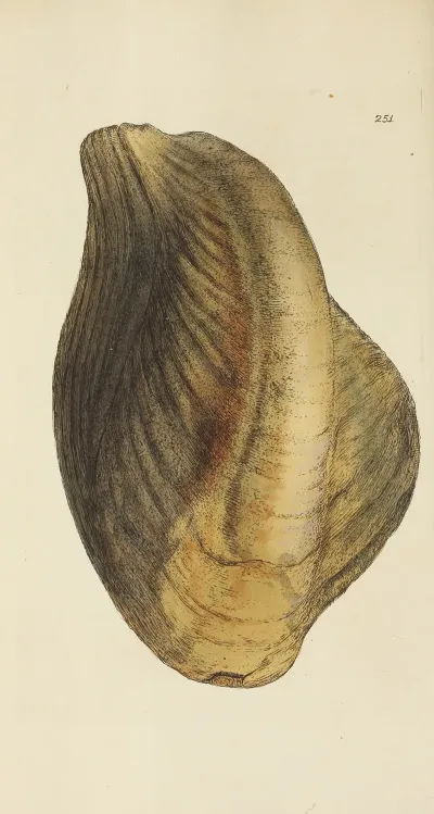 The Mineral Conchology Of Great Britain Pl 439