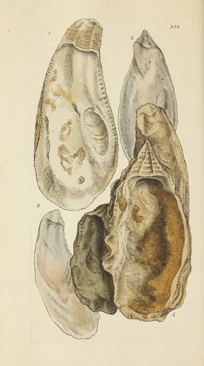 The Mineral Conchology Of Great Britain Pl 440