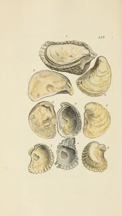 The Mineral Conchology Of Great Britain Pl 441