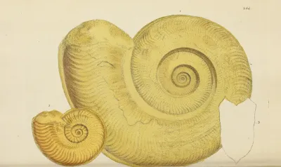 The Mineral Conchology Of Great Britain Pl 442
