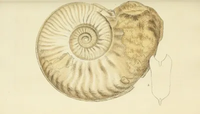 The Mineral Conchology Of Great Britain Pl 443