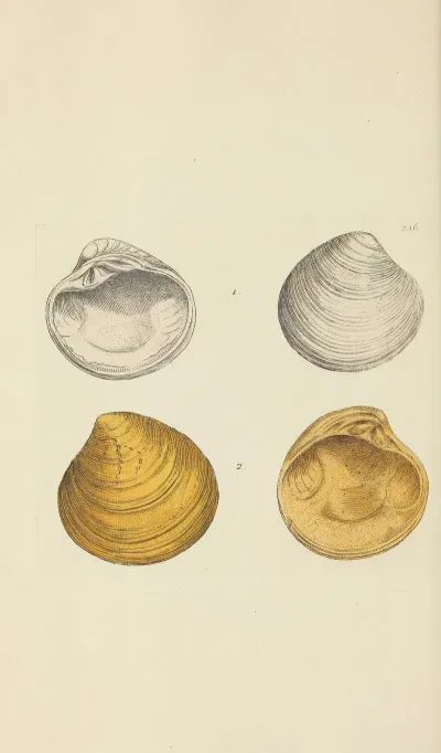The Mineral Conchology Of Great Britain Pl 444