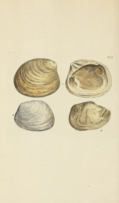 The Mineral Conchology Of Great Britain Pl 445