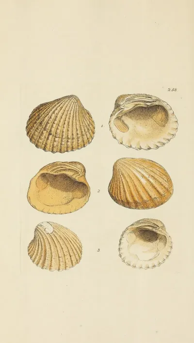 The Mineral Conchology Of Great Britain Pl 446