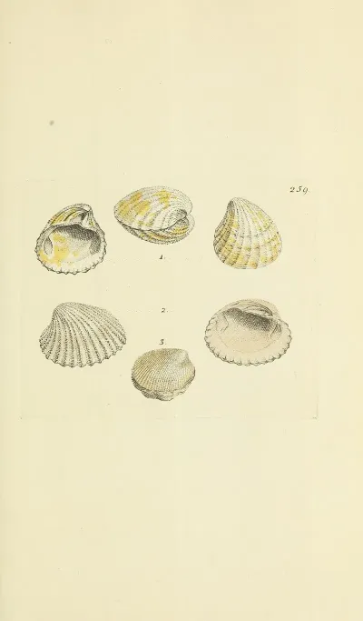 The Mineral Conchology Of Great Britain Pl 447