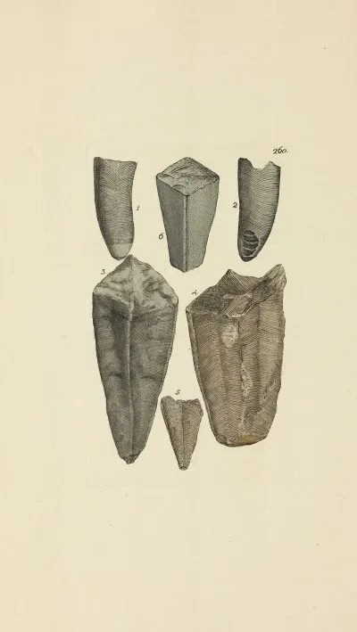 The Mineral Conchology Of Great Britain Pl 448