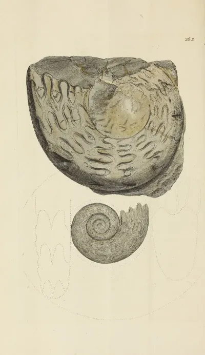 The Mineral Conchology Of Great Britain Pl 449
