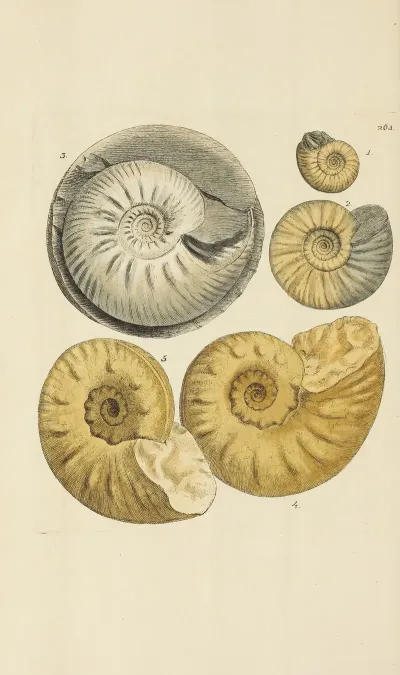 The Mineral Conchology Of Great Britain Pl 450