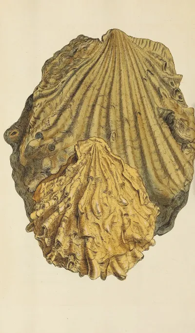 The Mineral Conchology Of Great Britain Pl 451
