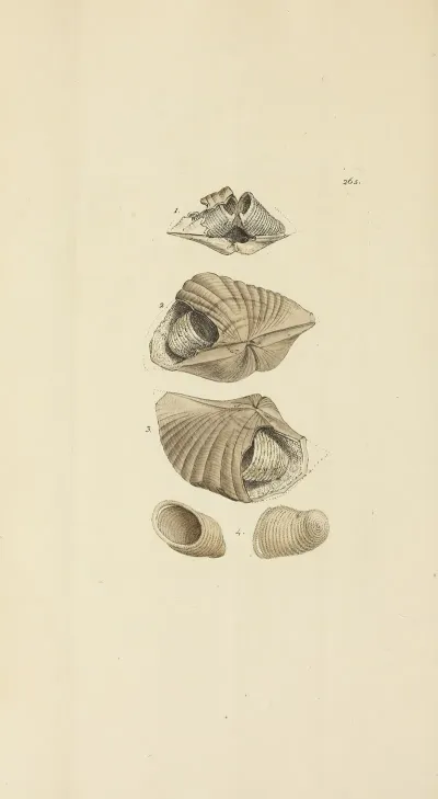 The Mineral Conchology Of Great Britain Pl 452