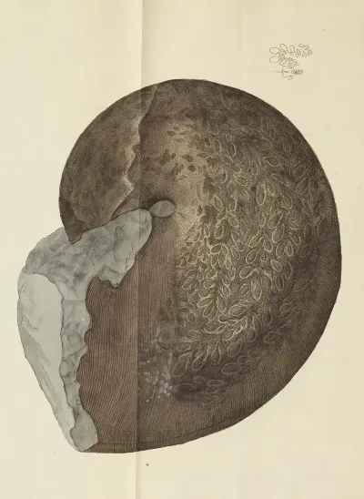 The Mineral Conchology Of Great Britain Pl 453