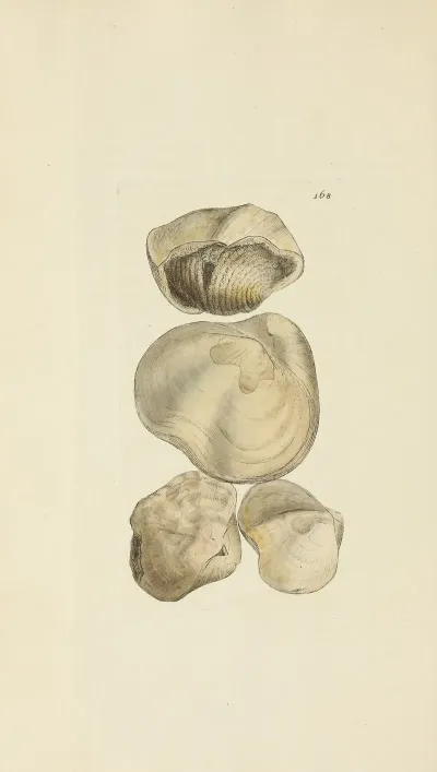 The Mineral Conchology Of Great Britain Pl 454
