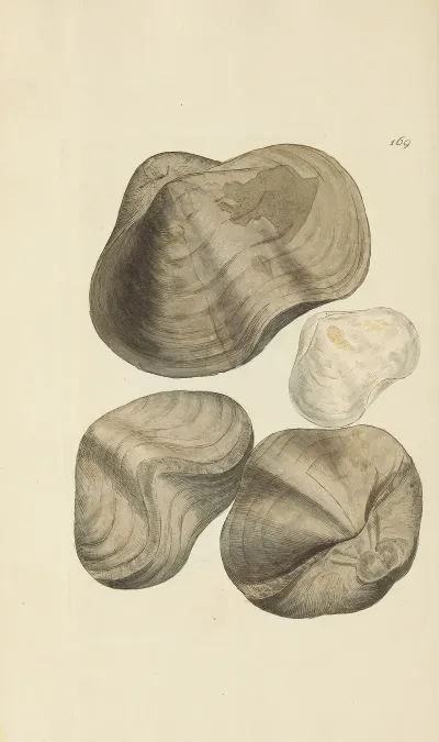 The Mineral Conchology Of Great Britain Pl 455