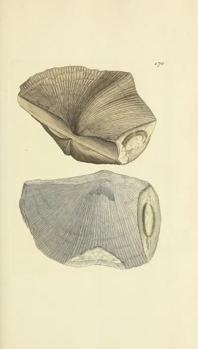 The Mineral Conchology Of Great Britain Pl 456
