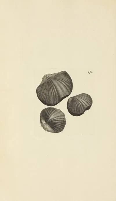 The Mineral Conchology Of Great Britain Pl 457