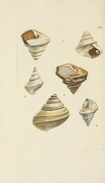 The Mineral Conchology Of Great Britain Pl 458