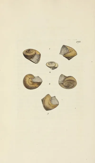 The Mineral Conchology Of Great Britain Pl 459