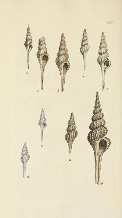 The Mineral Conchology Of Great Britain Pl 460