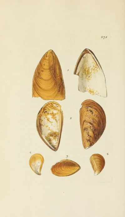 The Mineral Conchology Of Great Britain Pl 461