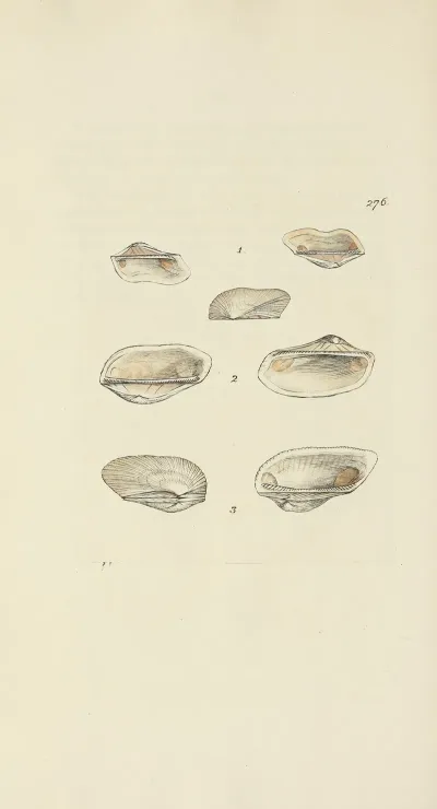 The Mineral Conchology Of Great Britain Pl 462
