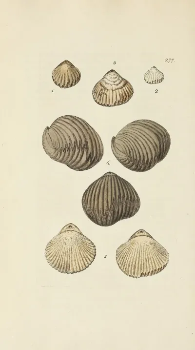 The Mineral Conchology Of Great Britain Pl 463
