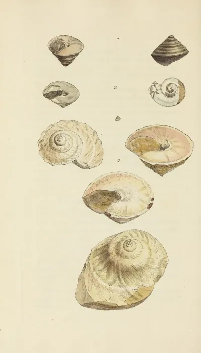 The Mineral Conchology Of Great Britain Pl 464