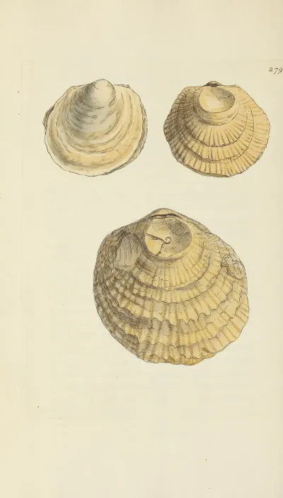 The Mineral Conchology Of Great Britain Pl 465