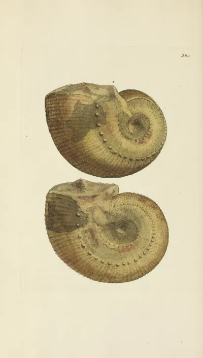 The Mineral Conchology Of Great Britain Pl 466
