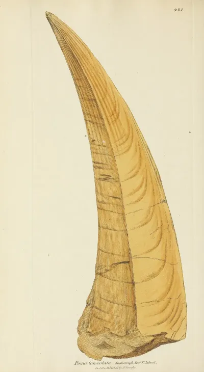 The Mineral Conchology Of Great Britain Pl 467