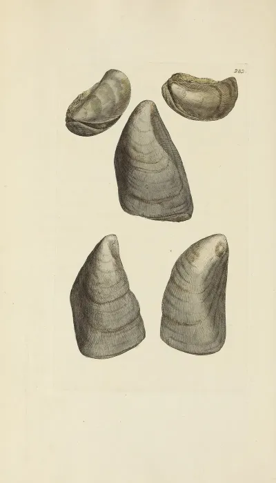 The Mineral Conchology Of Great Britain Pl 468