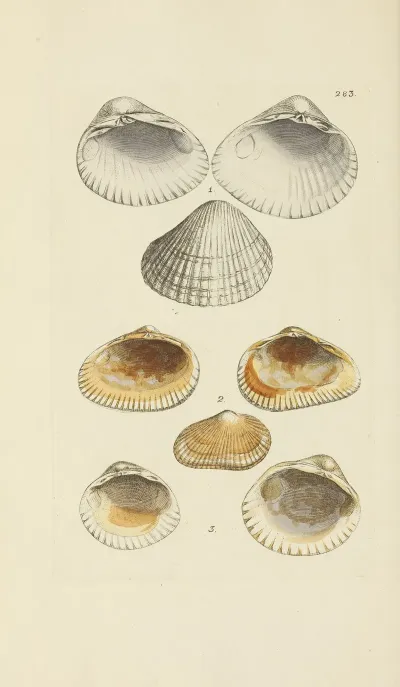 The Mineral Conchology Of Great Britain Pl 469