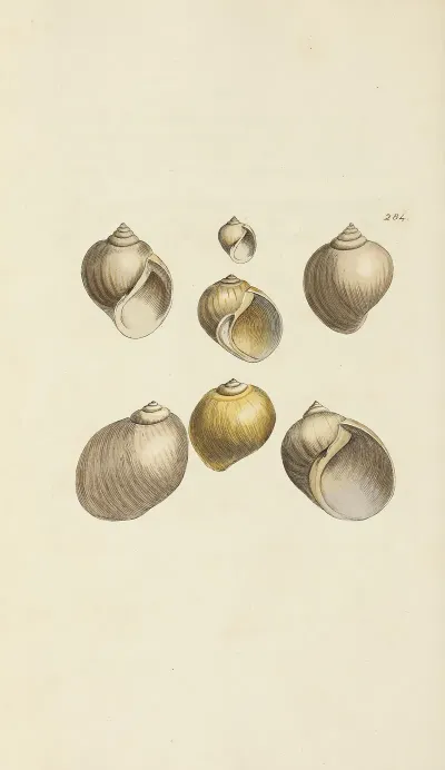 The Mineral Conchology Of Great Britain Pl 470