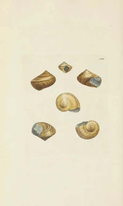 The Mineral Conchology Of Great Britain Pl 471