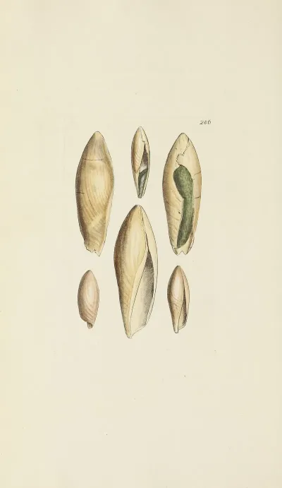 The Mineral Conchology Of Great Britain Pl 472