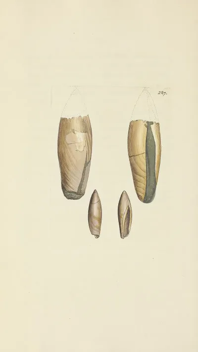 The Mineral Conchology Of Great Britain Pl 473