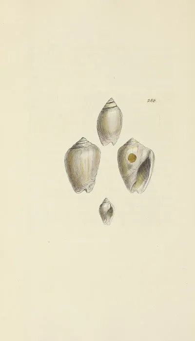 The Mineral Conchology Of Great Britain Pl 474