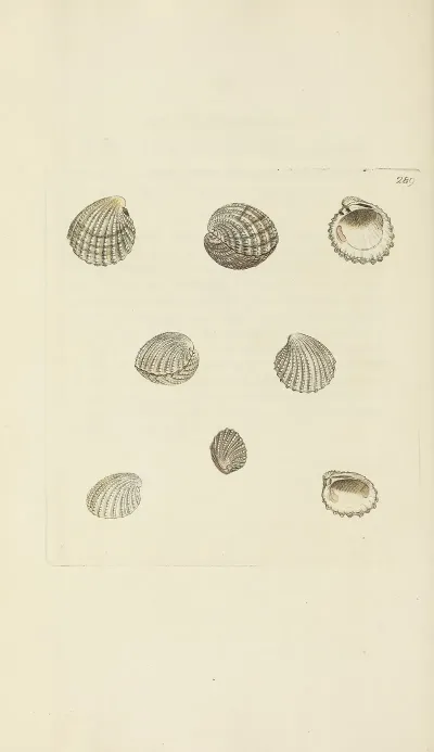 The Mineral Conchology Of Great Britain Pl 475