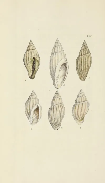 The Mineral Conchology Of Great Britain Pl 476