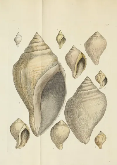 The Mineral Conchology Of Great Britain Pl 477