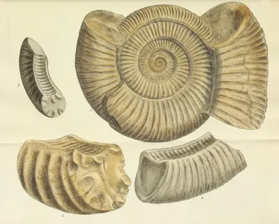 The Mineral Conchology Of Great Britain Pl 478
