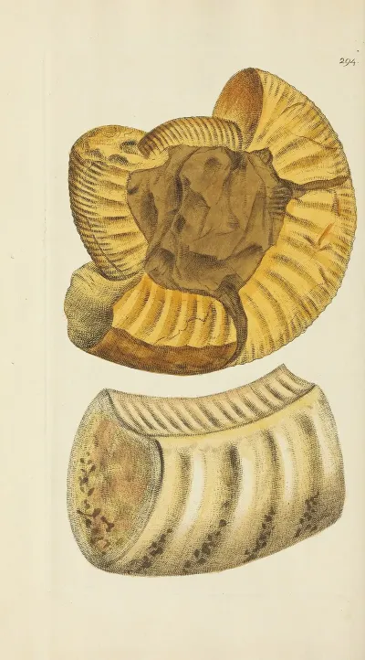 The Mineral Conchology Of Great Britain Pl 479